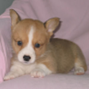 Meet your Posher, Diana